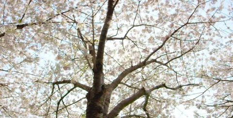 Camera move left under tree Stock Footage 64025265