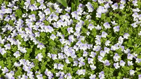 Camera move over the carpet of white-blue flowers of Veronica Stockbeeldmateriaal 52751261