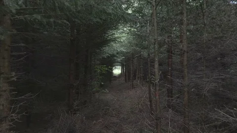Camera move through dark forest Video stock 77549207