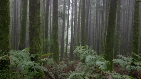 Camera move through dark wet foggy forest with trees covered with moss. Green Video stock 250769846