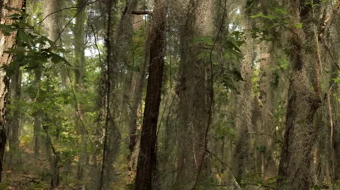 Camera move through a forest with a path in Virginia Stock Footage 46815496