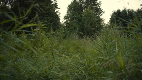 Camera move through high grass in dark forest after rain. Slow motion video Stockbeeldmateriaal 92498005