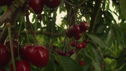 Camera move through ripe cherries on branches Stock Footage 331344345