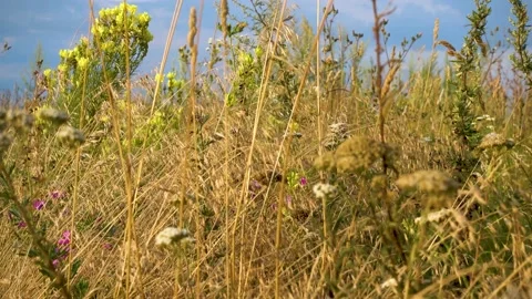 Camera movement across the flower field. Stock Footage 202882599