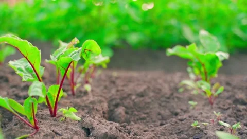 Camera movement along the bed with young sprouted red beets. Well-maintained Stock Footage 243699147