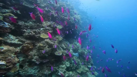 Camera movement along the caral reef. Ahead is a school of pink fish. They Stock Footage 210041066