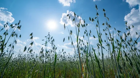 Camera movement along a field with cereal crops, time-lapse of beautiful clouds Stock Footage 247250168