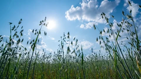 Camera movement along a field with cereal crops, time-lapse of beautiful clouds Stock Footage 249719712