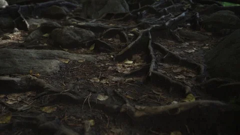 Camera movement along a forest path Stock Footage 116049709