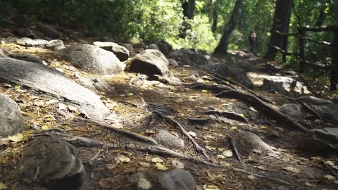 Camera movement along a forest path Stock-Footage 116049799