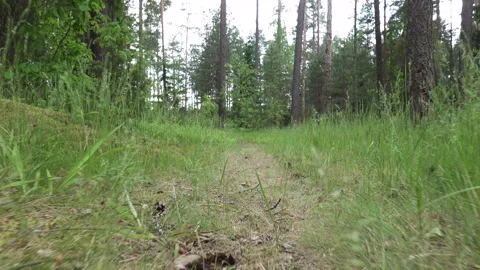 Camera movement along a forest path low to the ground in summer. Stock Footage 132725130