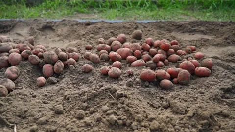 Camera movement along the garden bed with dug red potatoes, close-up. Potato Stock Footage 318865271