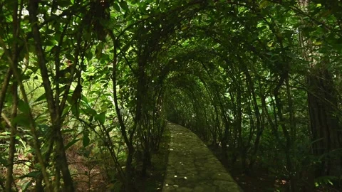 Camera movement along garden path inside green gallery. Pergola from live plants Stock Footage 170337031