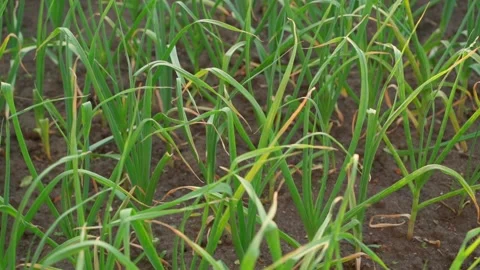 Camera movement along the green leaves of growing garlic in the vegetable garden Stock Footage 201868796
