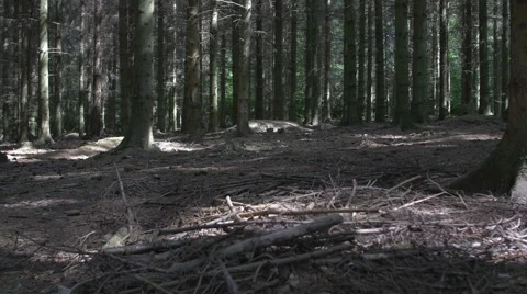Camera movement along the ground into the spruce fores Stock Footage 63553602