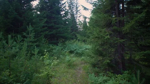Camera movement along a path in a mixed forest in summer. Stock Footage 121402687