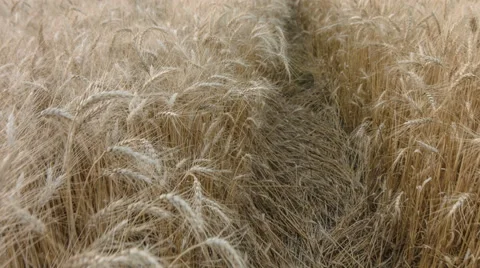 Camera movement along paths in wheat field Видео 52964077