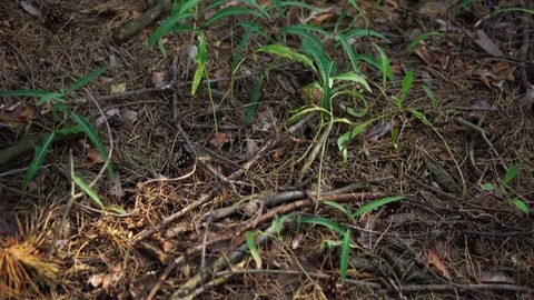 Camera movement along the soil in a pine forest Stock Footage 77013517