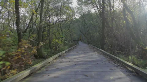 Camera movement along a trail in a forest Stock Footage 56432683