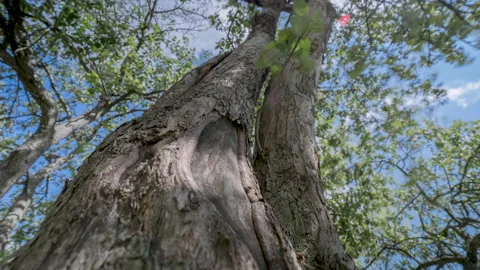 Camera movement along the tree 스톡 동영상 161698891