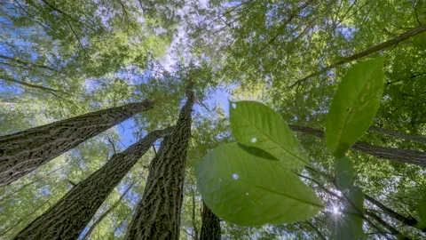 Camera movement along the tree in the park Stockbeeldmateriaal 161698906