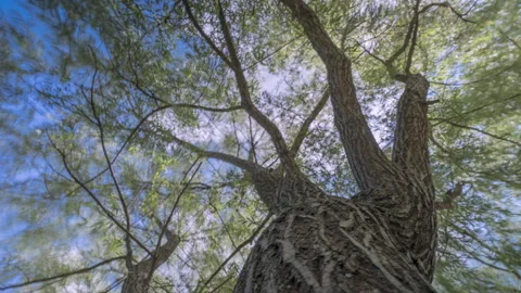Camera movement along the tree in the park Stock Footage 161781748