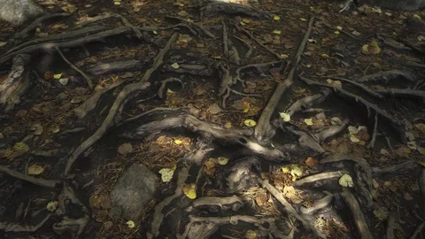 Camera movement along tree roots Stock Footage 116049765