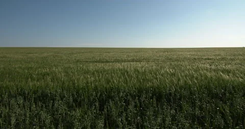 Camera movement along a wheat field stretching into the horizon Stock Footage 136591200
