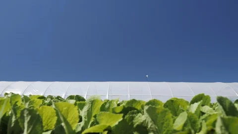 Camera movement along a young green seedlings сhinese cabbage near greenhouse. Stock Footage 104091919