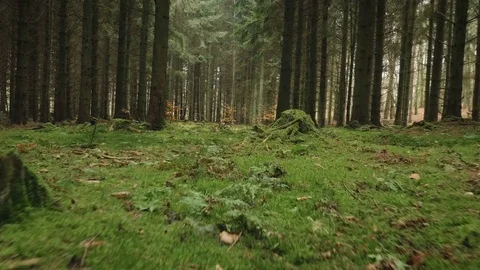 Camera movement alonga moss in a spruce forest Stock Footage 84225404