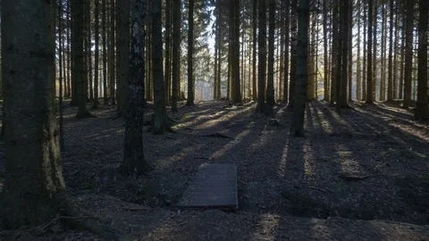 Camera movement alonga a path through in a spruce forest Stock Footage 82278294