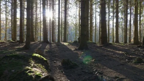 Camera movement alonga a path through in a spruce forest Stock Footage 82279302
