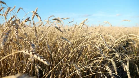 Camera movement among ears of ripe wheat Stock Footage 139801306
