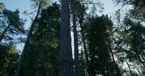 Camera movement among tall pine trees Stock Footage 328917515