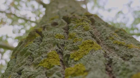 Camera movement around of old tree with moss and tree lichens on it. Tall Tree Stock Footage 237993967