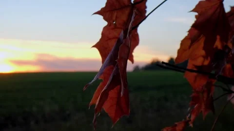 Camera movement around red maple leaves at sunset Stock Footage 138892805