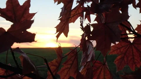 Camera movement around red maple leaves at sunset Stock Footage 138893239