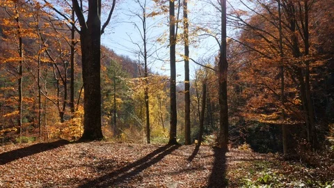Camera movement in autumn forest and the sun shining through the foliage Stock Footage 85858569