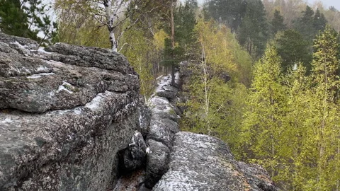 Camera movement in the autumn forest. Stock Footage 211373965