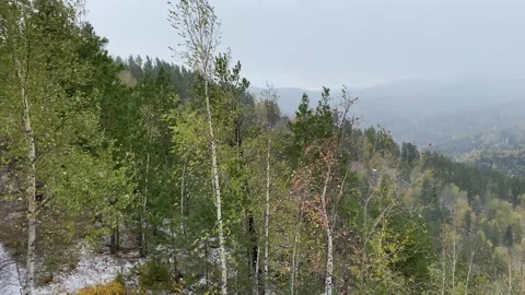 Camera movement in the autumn forest. Stock Footage 211374632