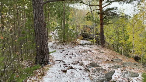 Camera movement in the autumn forest. Stock Footage 211374994