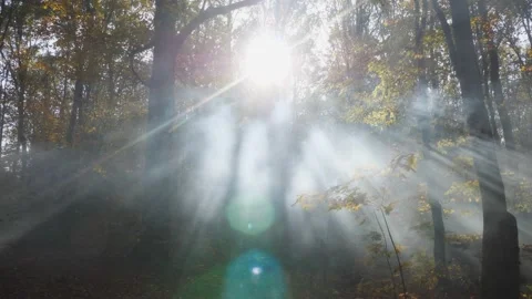 Camera movement in the autumn forest. Powerful sun rays cutting through the Stock Footage 130257198