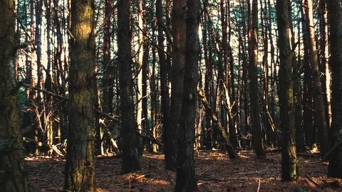 Camera movement back in the forest between the trees Stock Footage 83654245