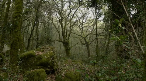Camera movement between the cloud forest Stock Footage 43205222