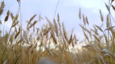 Camera movement between golden spikelets on a wheat field at sunset. Slow motion Stock Footage 205889213