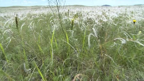 Camera movement between grass Stock Footage 82302984