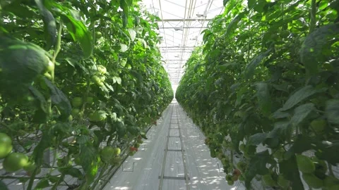 Camera movement between rows of greenhouse tomatoes. Stock Footage 142685641