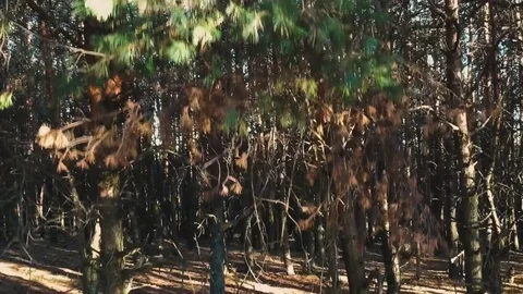 Camera movement from the bottom up above the forest with a view of the mountains Stock Footage 83654260