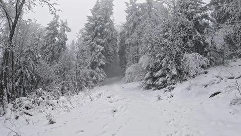 Camera movement from bottom to top on a beautiful snowy forest with fog Stock Footage 317847476