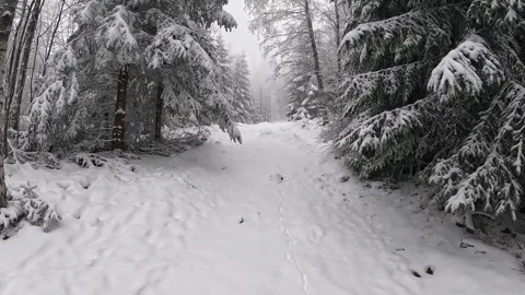Camera movement from bottom to top on a beautiful snowy forest with fog Stock Footage 317847477
